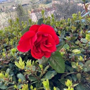 Meet your Posher, Catherine